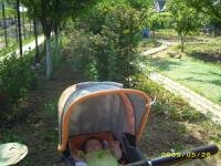 in gradina