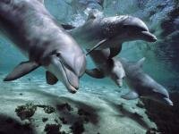 imaginea utilizatorului dolphin_3185